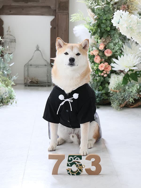 ペットの七五三撮影