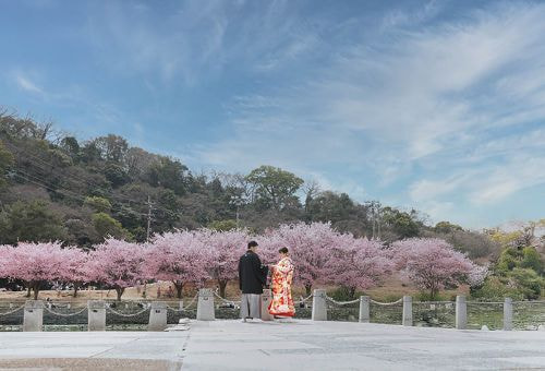 徳島城公園 蜂須賀桜