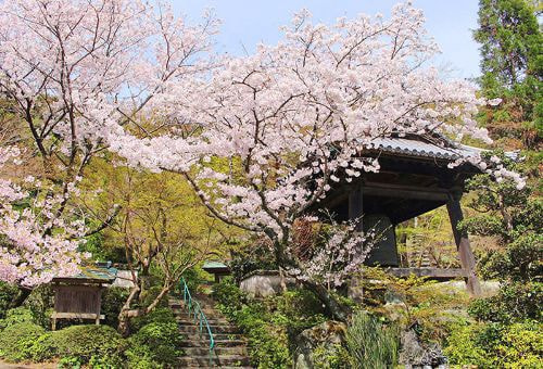 瑞巌寺の桜