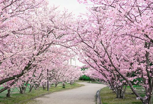 鳴門 大塚スポーツパークの桜