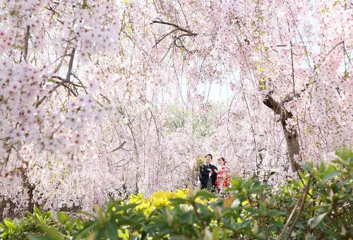 鳴門 花見山の桜