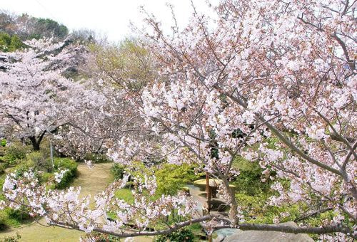 鳴門 妙見山 岡崎城の桜