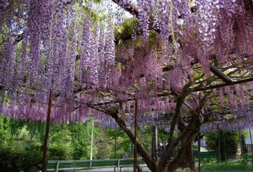 石井町 地福寺 藤の花
