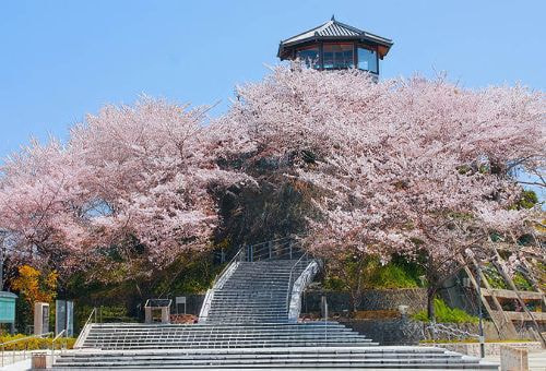 阿南 牛岐城の桜