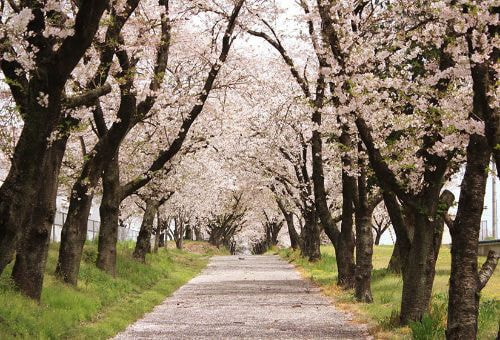 上板町 松島の千本桜