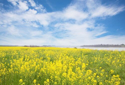 吉野川北岸のナノハナ