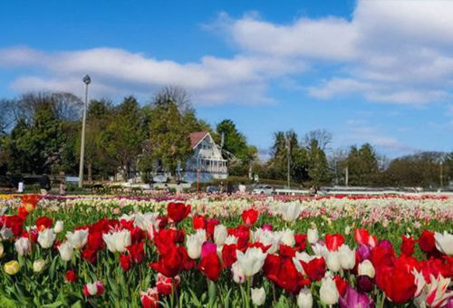 北島チューリップ公園