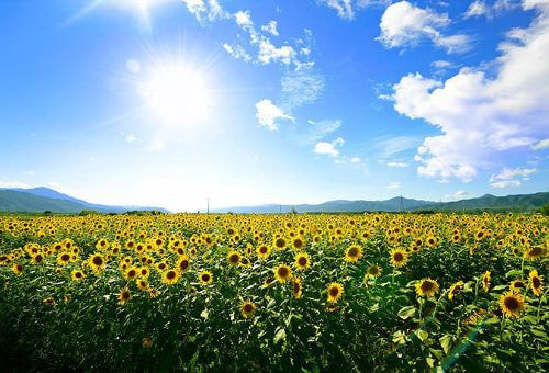 善入寺島のひまわり
