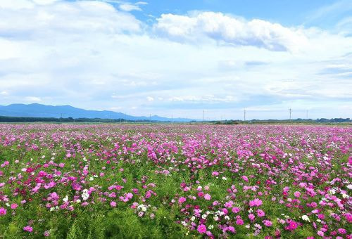 善入寺島のコスモス