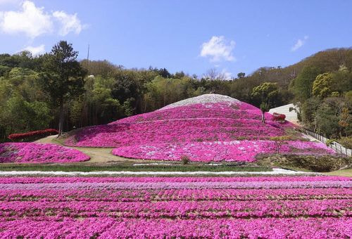 東かがわ市 引田 芝桜富士