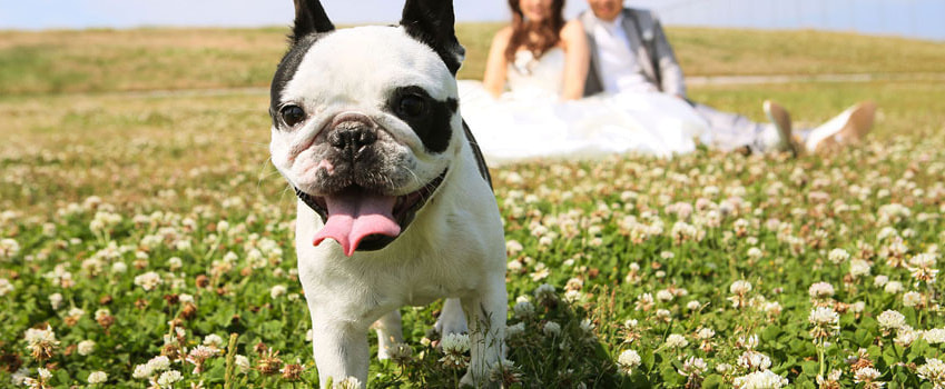 ペット同伴撮影