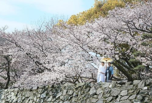 徳島城公園 お堀周辺の桜